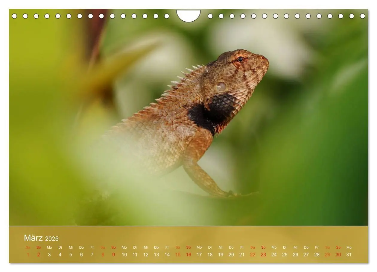 Bild: 9783435691470 | Agamen - Echsen aus der Urzeit (Wandkalender 2025 DIN A4 quer),...