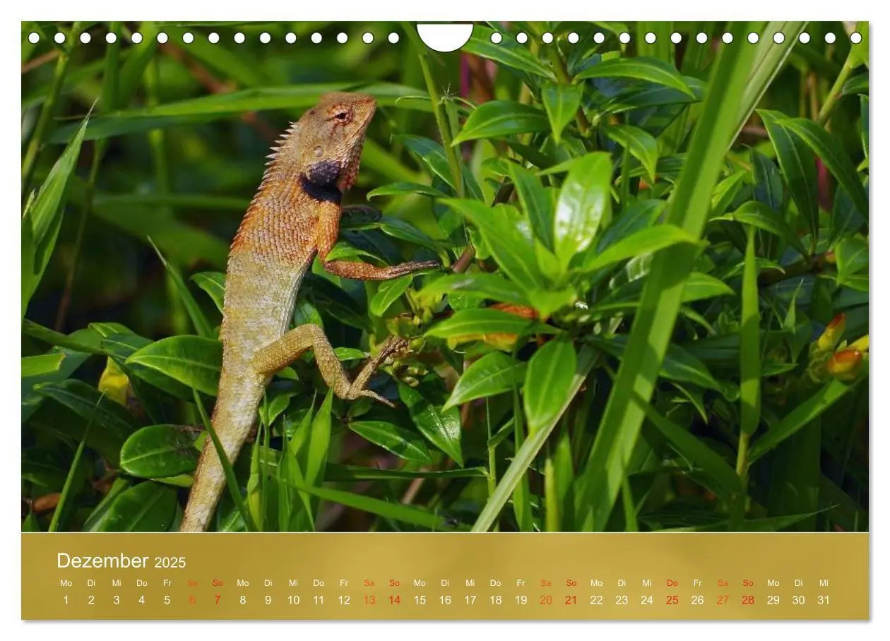 Bild: 9783435691470 | Agamen - Echsen aus der Urzeit (Wandkalender 2025 DIN A4 quer),...