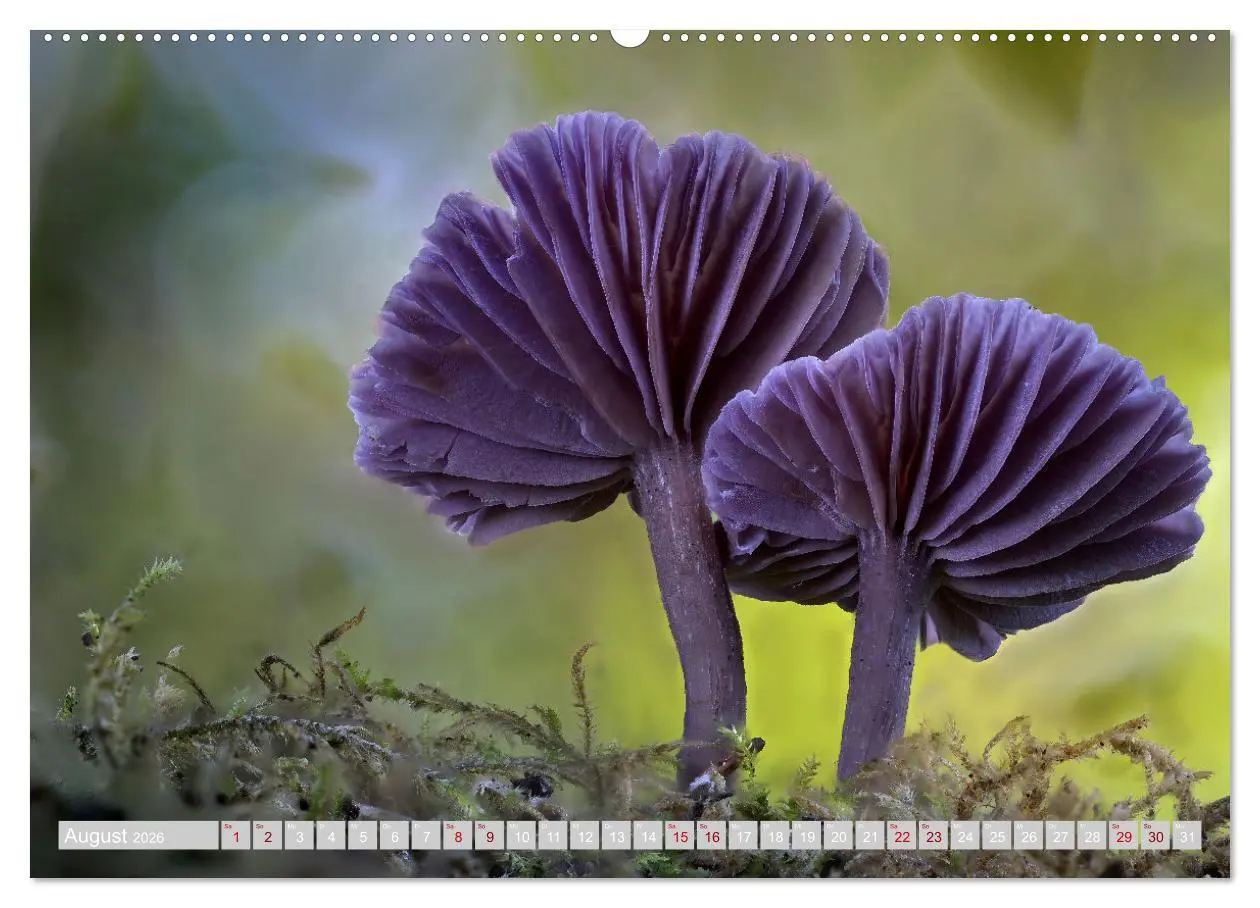 Bild: 9783457541470 | Pilze vor der Makrolinse 2026 (Wandkalender 2026 DIN A2 quer),...