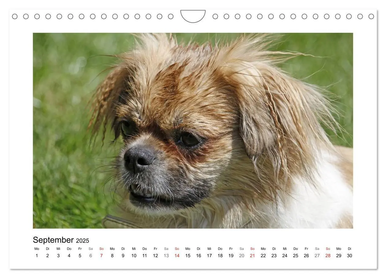 Bild: 9783435681570 | Tibet-Spaniel (Wandkalender 2025 DIN A4 quer), CALVENDO Monatskalender