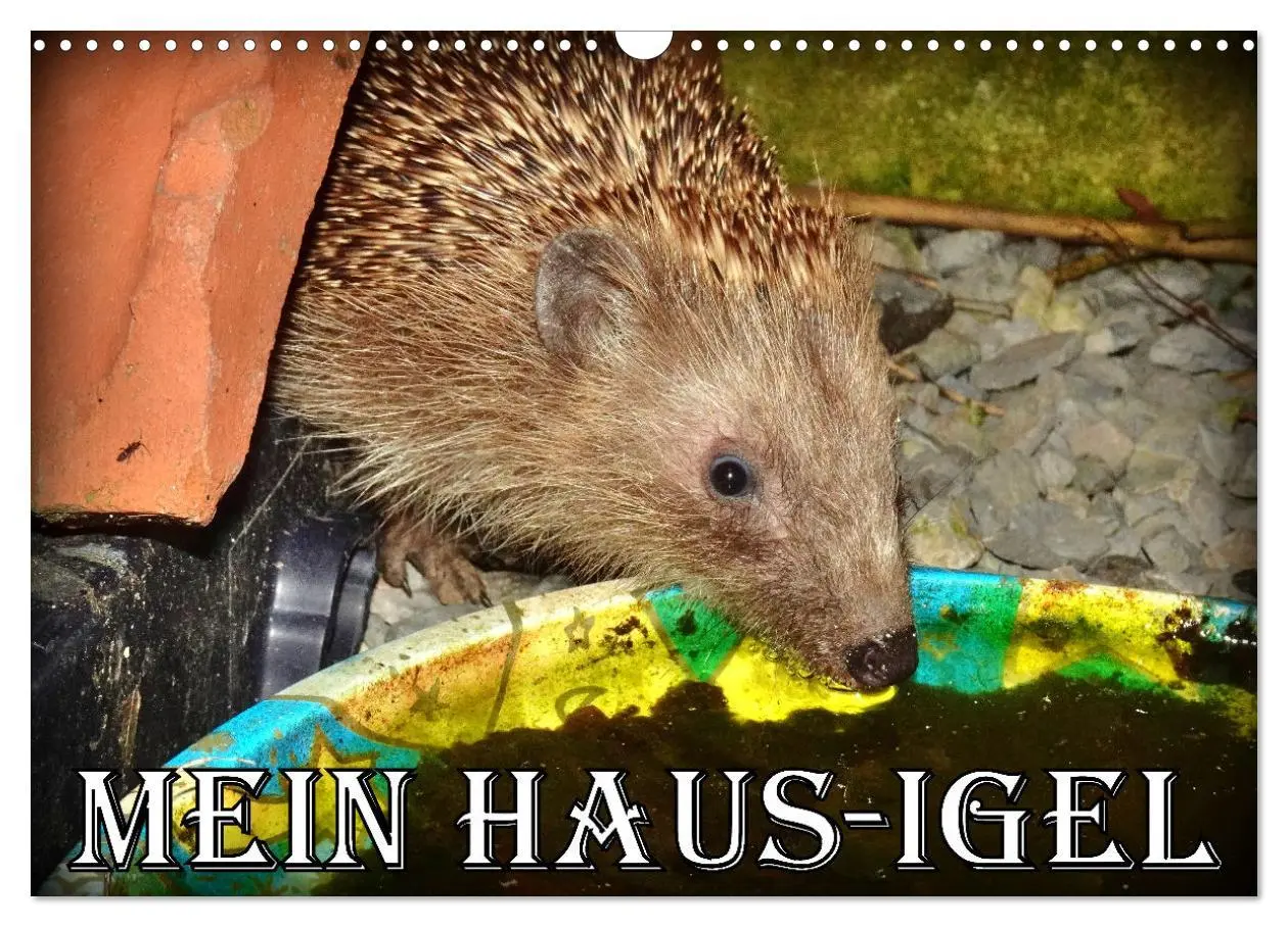 Cover: 9783457391570 | Mein Haus-Igel (Wandkalender 2026 DIN A3 quer), CALVENDO...
