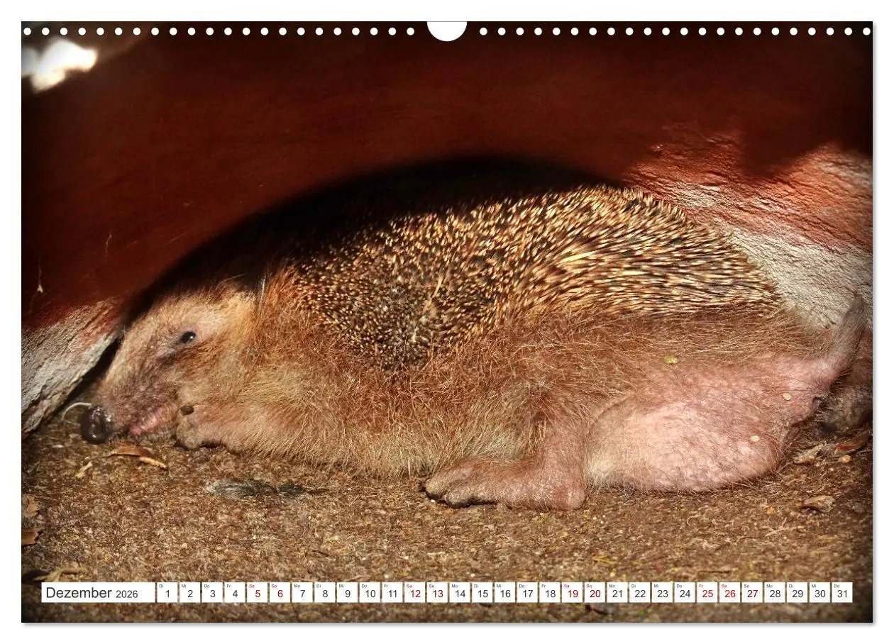 Bild: 9783457391570 | Mein Haus-Igel (Wandkalender 2026 DIN A3 quer), CALVENDO...