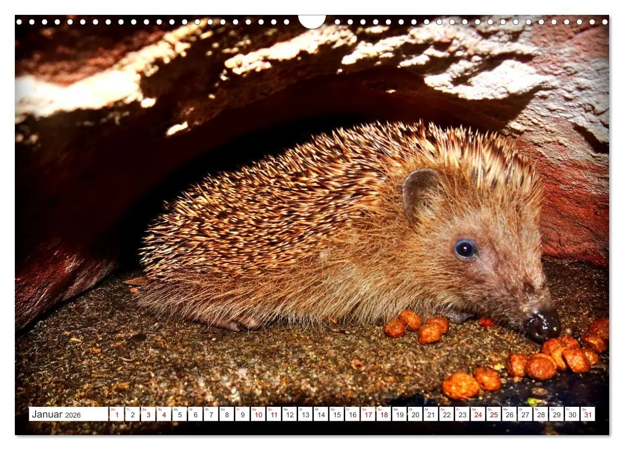 Bild: 9783457391570 | Mein Haus-Igel (Wandkalender 2026 DIN A3 quer), CALVENDO...