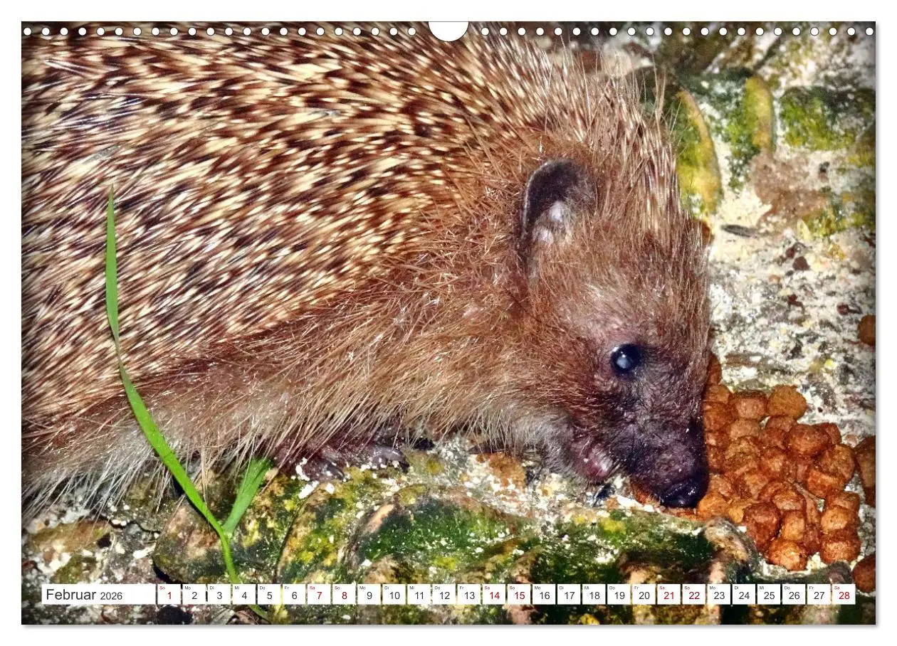 Bild: 9783457391570 | Mein Haus-Igel (Wandkalender 2026 DIN A3 quer), CALVENDO...