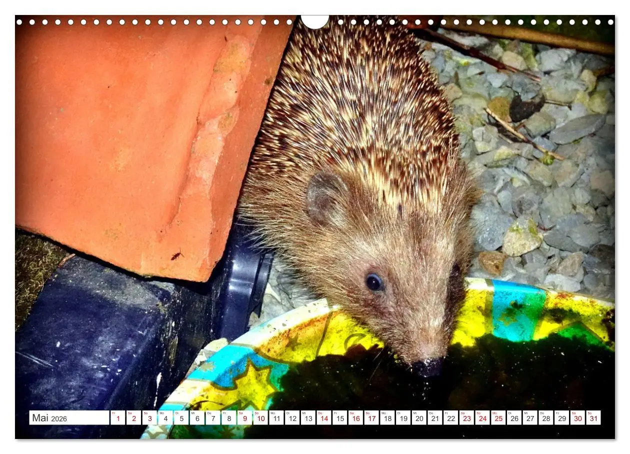 Bild: 9783457391570 | Mein Haus-Igel (Wandkalender 2026 DIN A3 quer), CALVENDO...