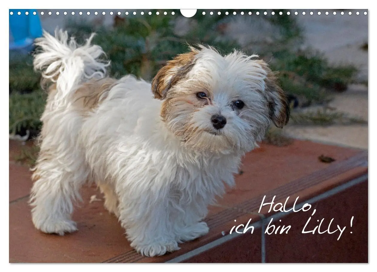 Cover: 9783457601570 | Hallo, ich bin Lilly (Wandkalender 2026 DIN A3 quer), CALVENDO...