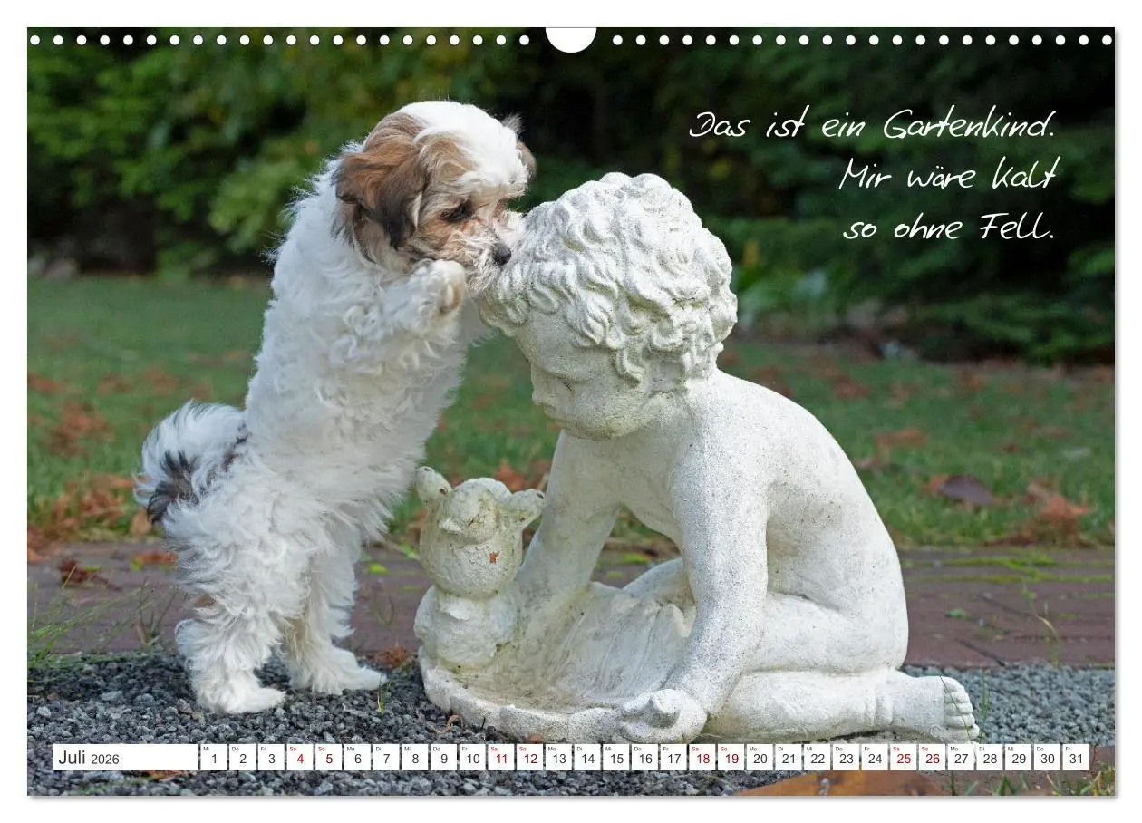 Bild: 9783457601570 | Hallo, ich bin Lilly (Wandkalender 2026 DIN A3 quer), CALVENDO...