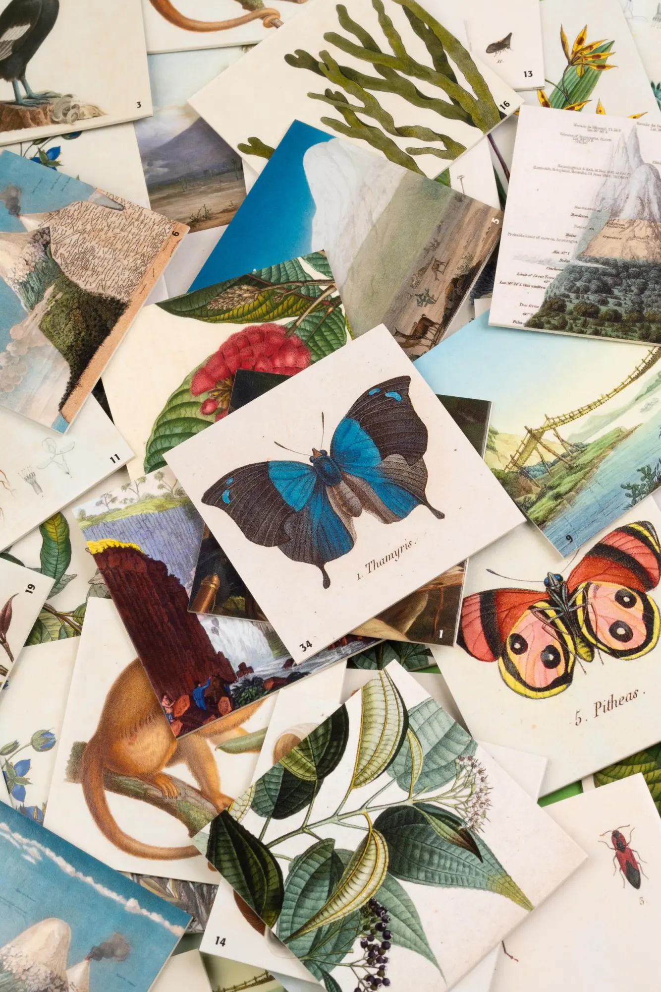 Bild: 4260044151670 | Alexander von Humboldt. Memo | Spiel | Schuber | Deutsch | 2021