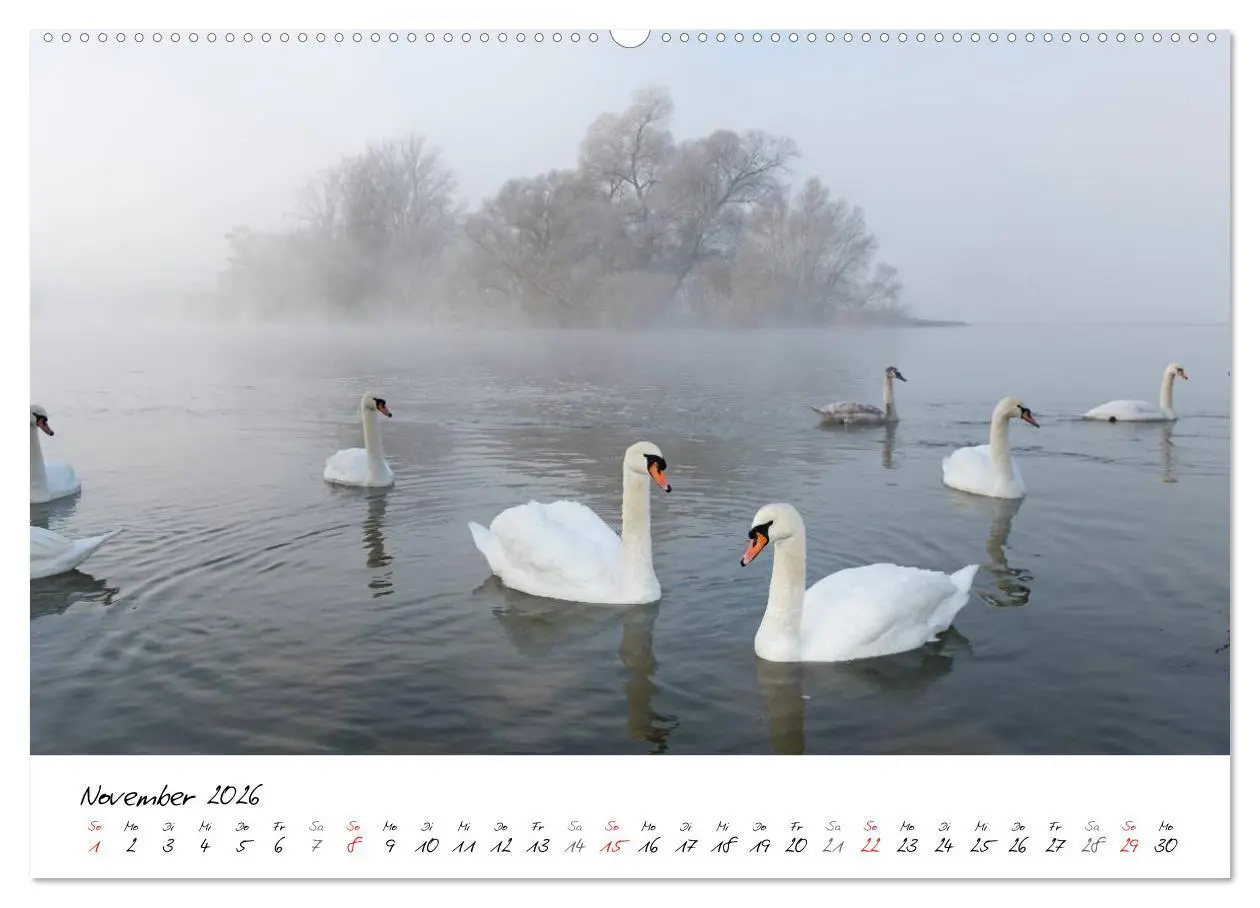 Bild: 9783516091670 | Ein Jahr mit den Schwänen (hochwertiger Premium Wandkalender 2026...
