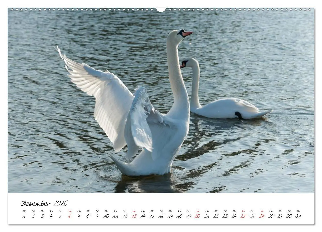 Bild: 9783516091670 | Ein Jahr mit den Schwänen (hochwertiger Premium Wandkalender 2026...