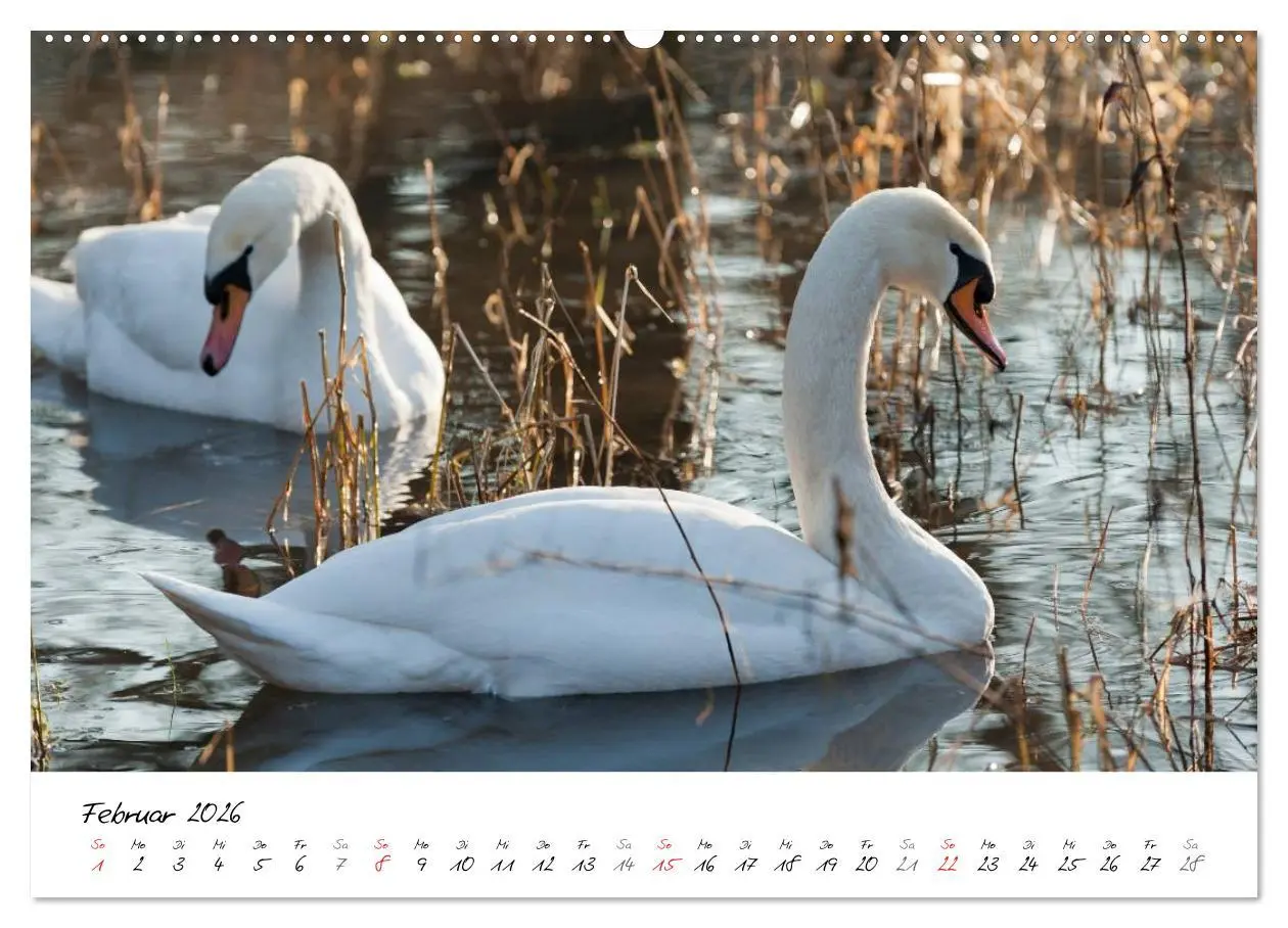 Bild: 9783516091670 | Ein Jahr mit den Schwänen (hochwertiger Premium Wandkalender 2026...