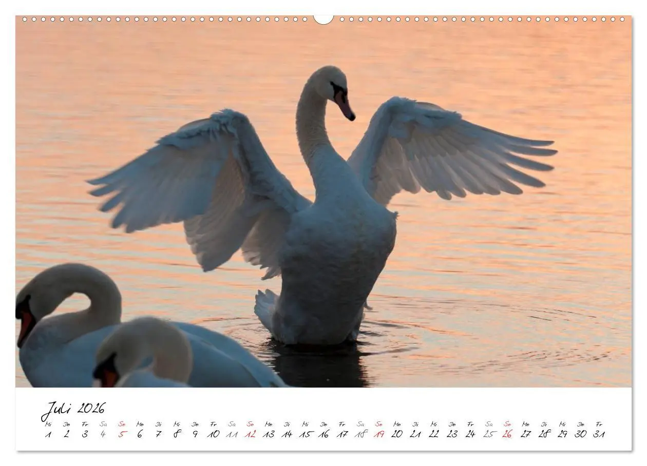 Bild: 9783516091670 | Ein Jahr mit den Schwänen (hochwertiger Premium Wandkalender 2026...