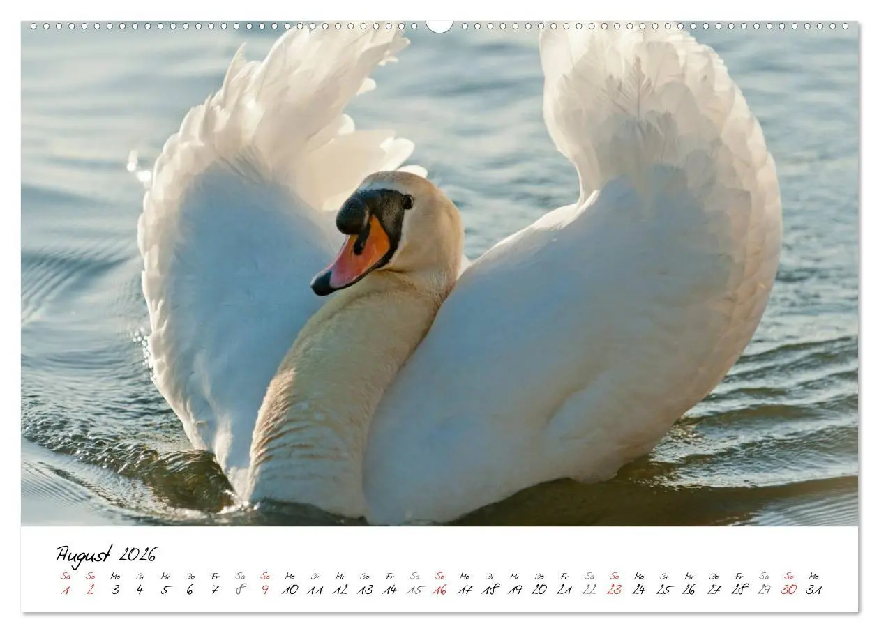 Bild: 9783516091670 | Ein Jahr mit den Schwänen (hochwertiger Premium Wandkalender 2026...
