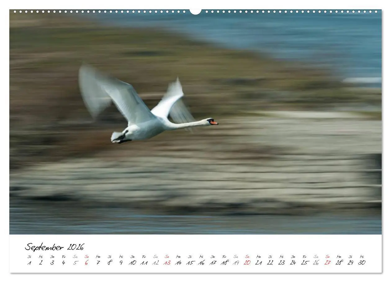 Bild: 9783516091670 | Ein Jahr mit den Schwänen (hochwertiger Premium Wandkalender 2026...
