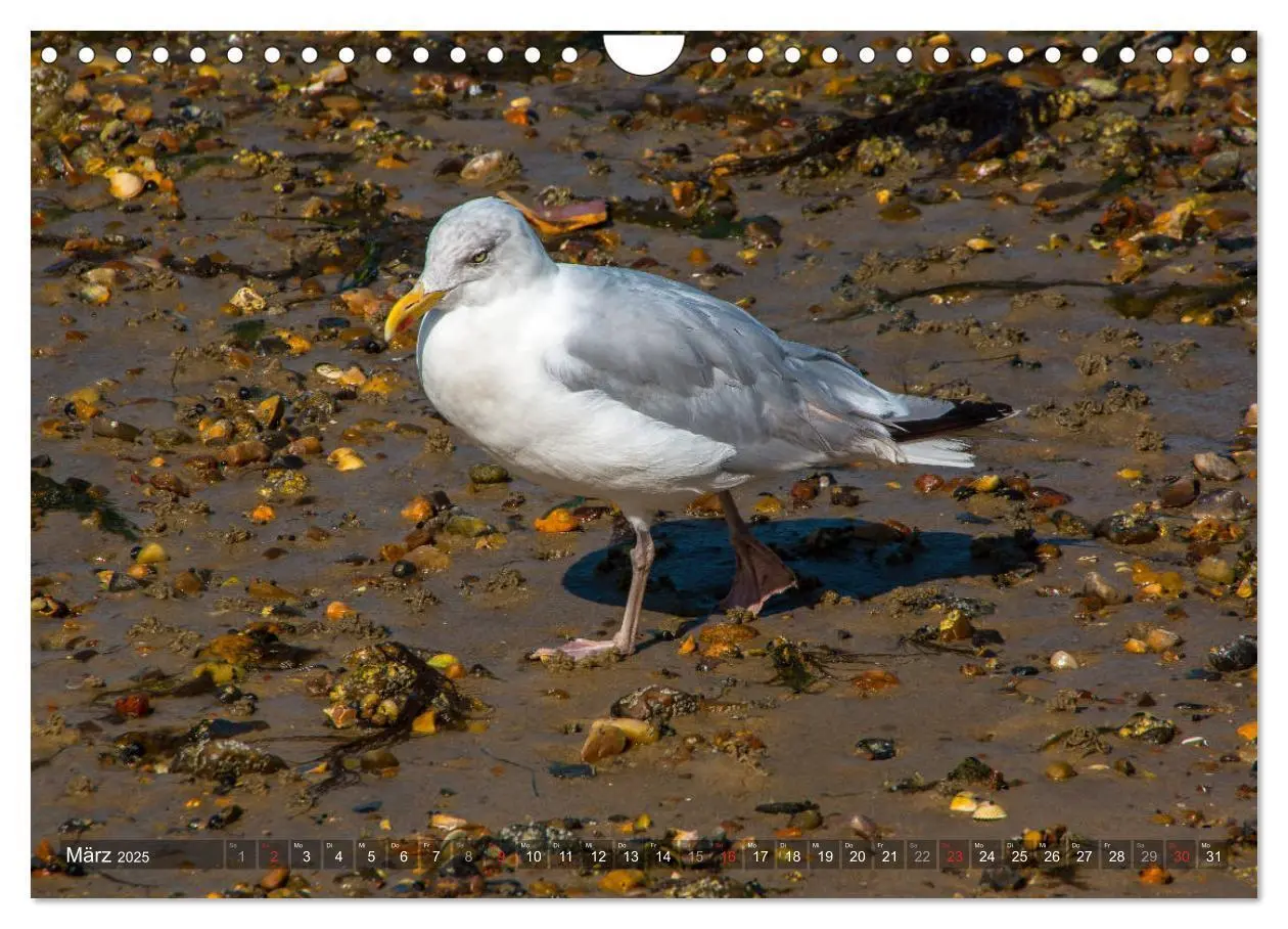 Bild: 9783435271870 | Amrum Insel am Wattenmeer (Wandkalender 2025 DIN A4 quer), CALVENDO...