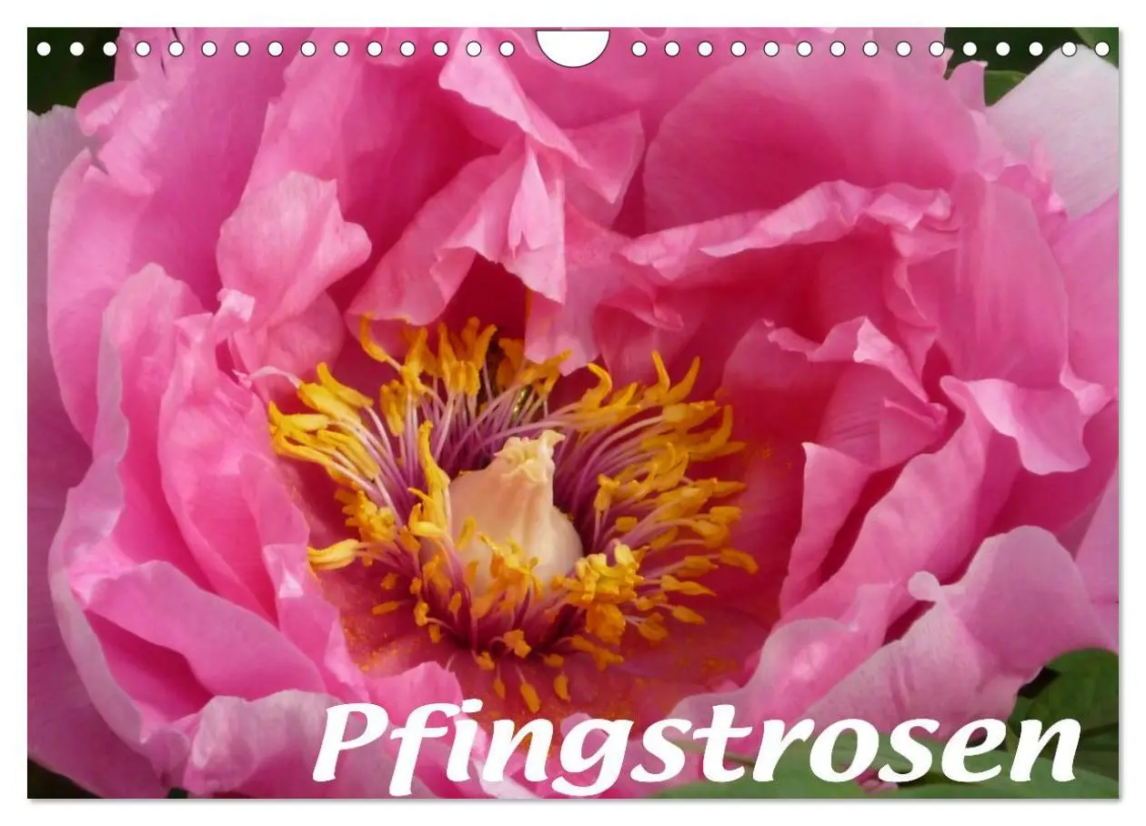 Cover: 9783516201970 | Pfingstrosen (Wandkalender 2026 DIN A4 quer), CALVENDO Monatskalender