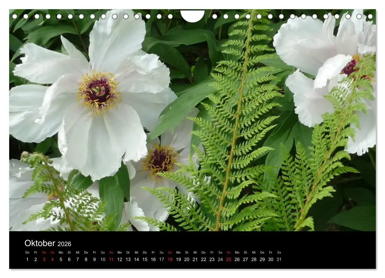 Bild: 9783516201970 | Pfingstrosen (Wandkalender 2026 DIN A4 quer), CALVENDO Monatskalender