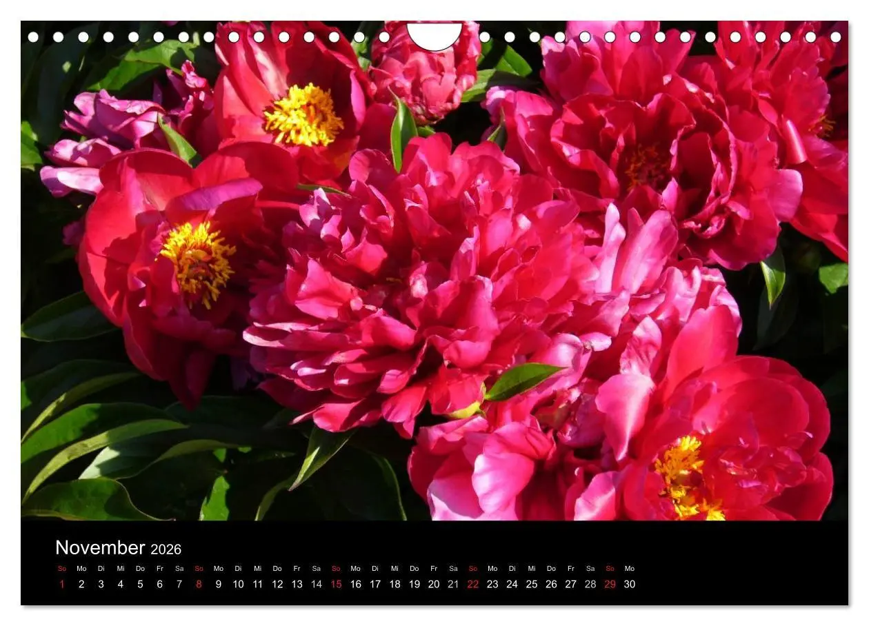 Bild: 9783516201970 | Pfingstrosen (Wandkalender 2026 DIN A4 quer), CALVENDO Monatskalender
