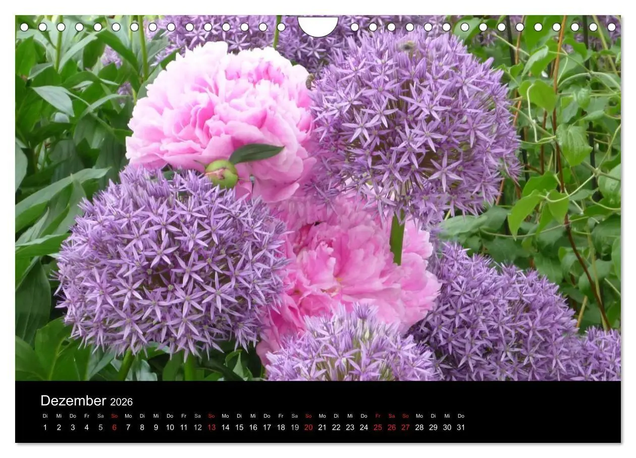 Bild: 9783516201970 | Pfingstrosen (Wandkalender 2026 DIN A4 quer), CALVENDO Monatskalender