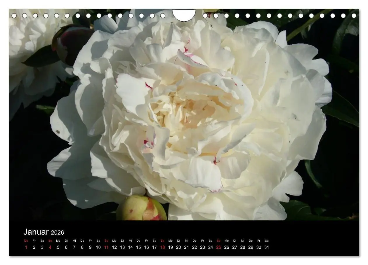 Bild: 9783516201970 | Pfingstrosen (Wandkalender 2026 DIN A4 quer), CALVENDO Monatskalender