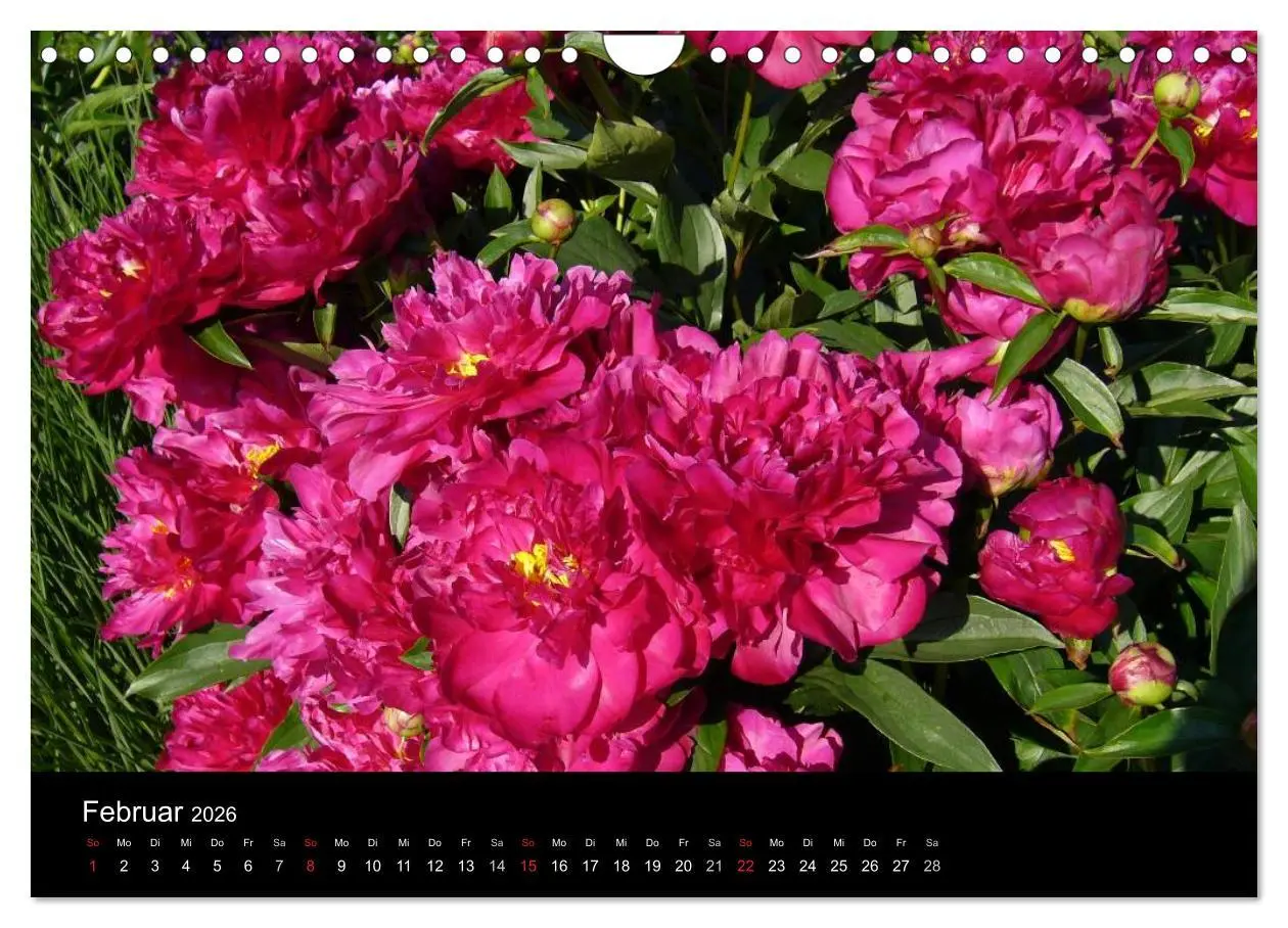 Bild: 9783516201970 | Pfingstrosen (Wandkalender 2026 DIN A4 quer), CALVENDO Monatskalender