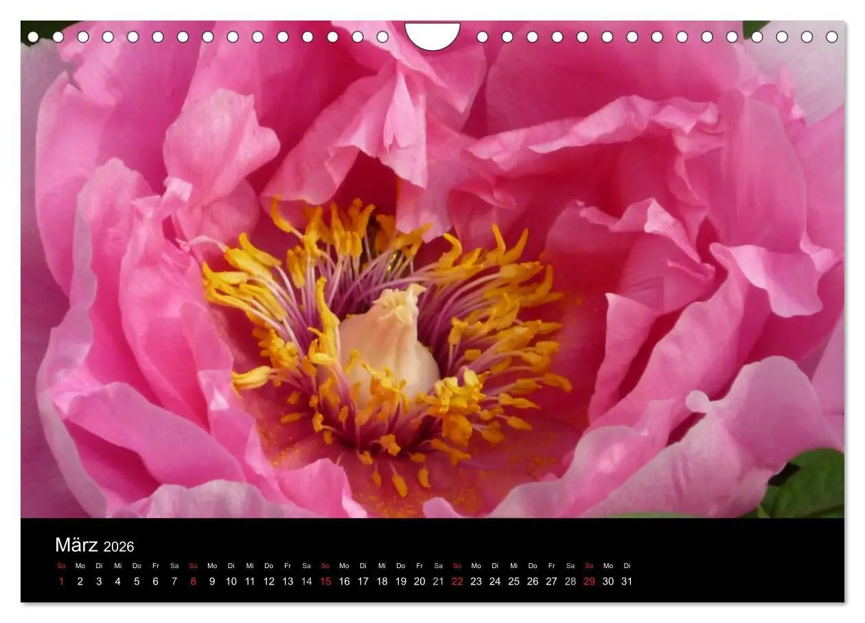 Bild: 9783516201970 | Pfingstrosen (Wandkalender 2026 DIN A4 quer), CALVENDO Monatskalender