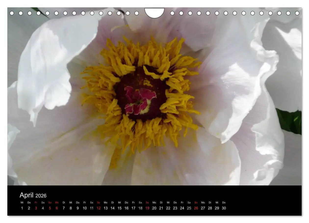 Bild: 9783516201970 | Pfingstrosen (Wandkalender 2026 DIN A4 quer), CALVENDO Monatskalender