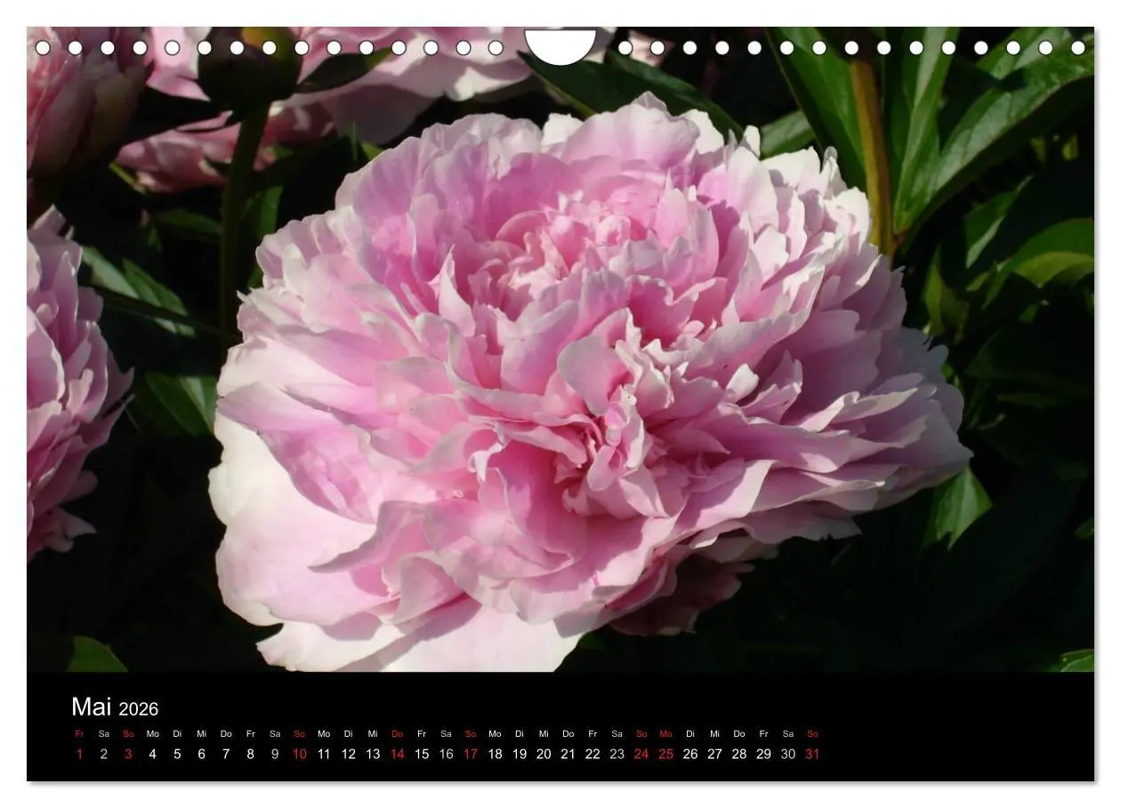 Bild: 9783516201970 | Pfingstrosen (Wandkalender 2026 DIN A4 quer), CALVENDO Monatskalender