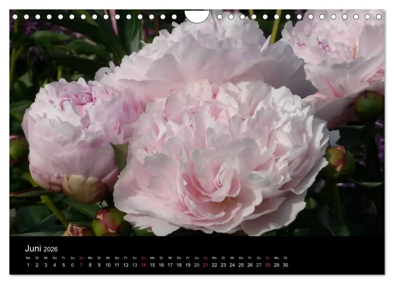 Bild: 9783516201970 | Pfingstrosen (Wandkalender 2026 DIN A4 quer), CALVENDO Monatskalender