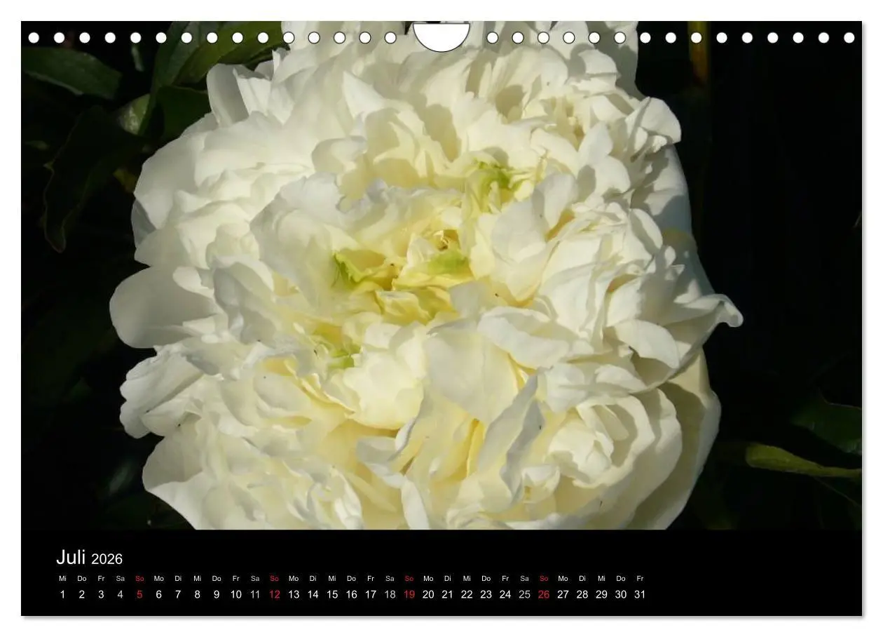 Bild: 9783516201970 | Pfingstrosen (Wandkalender 2026 DIN A4 quer), CALVENDO Monatskalender