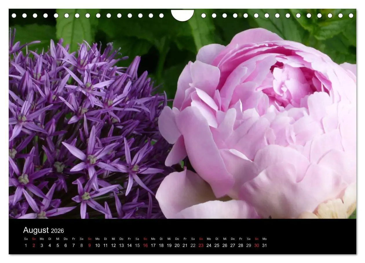 Bild: 9783516201970 | Pfingstrosen (Wandkalender 2026 DIN A4 quer), CALVENDO Monatskalender