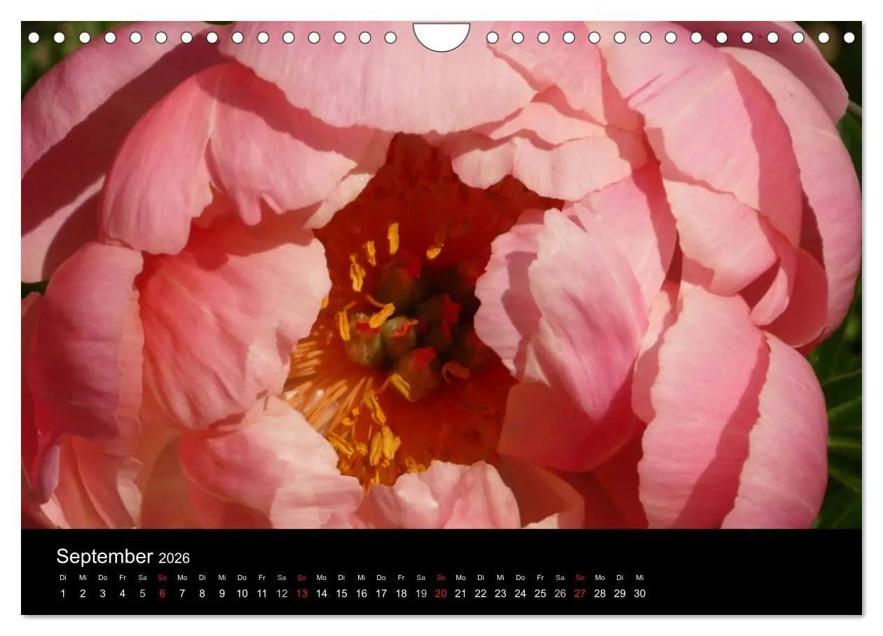 Bild: 9783516201970 | Pfingstrosen (Wandkalender 2026 DIN A4 quer), CALVENDO Monatskalender