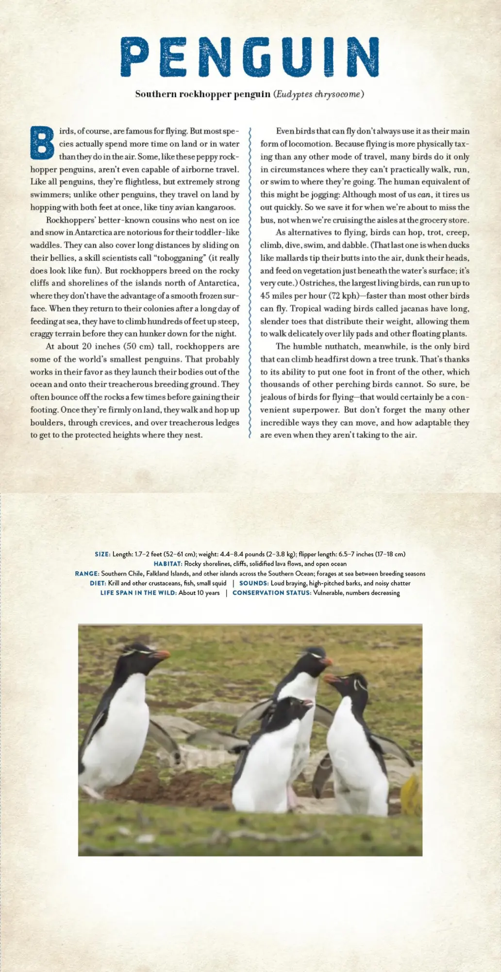 Bild: 9781523532070 | Birds | A Photicular Book | Dan Kainen (u. a.) | Buch | Photicular