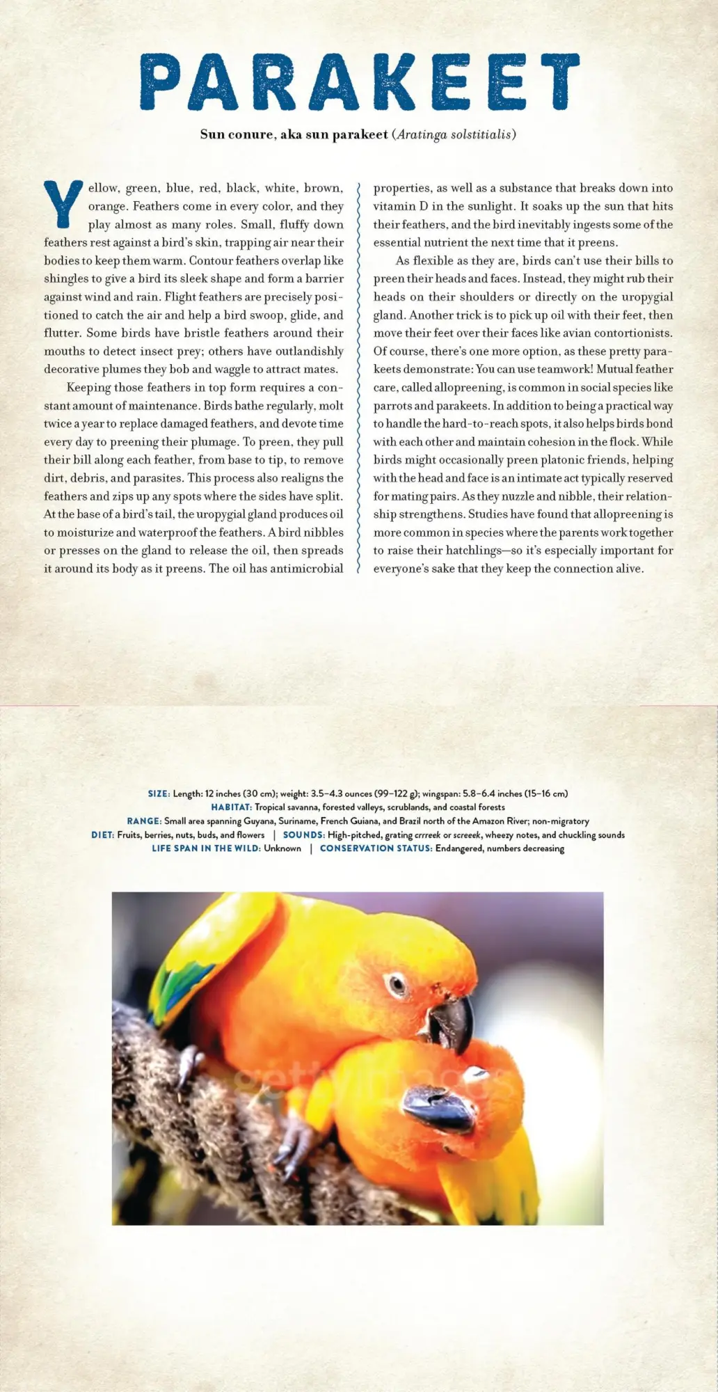 Bild: 9781523532070 | Birds | A Photicular Book | Dan Kainen (u. a.) | Buch | Photicular