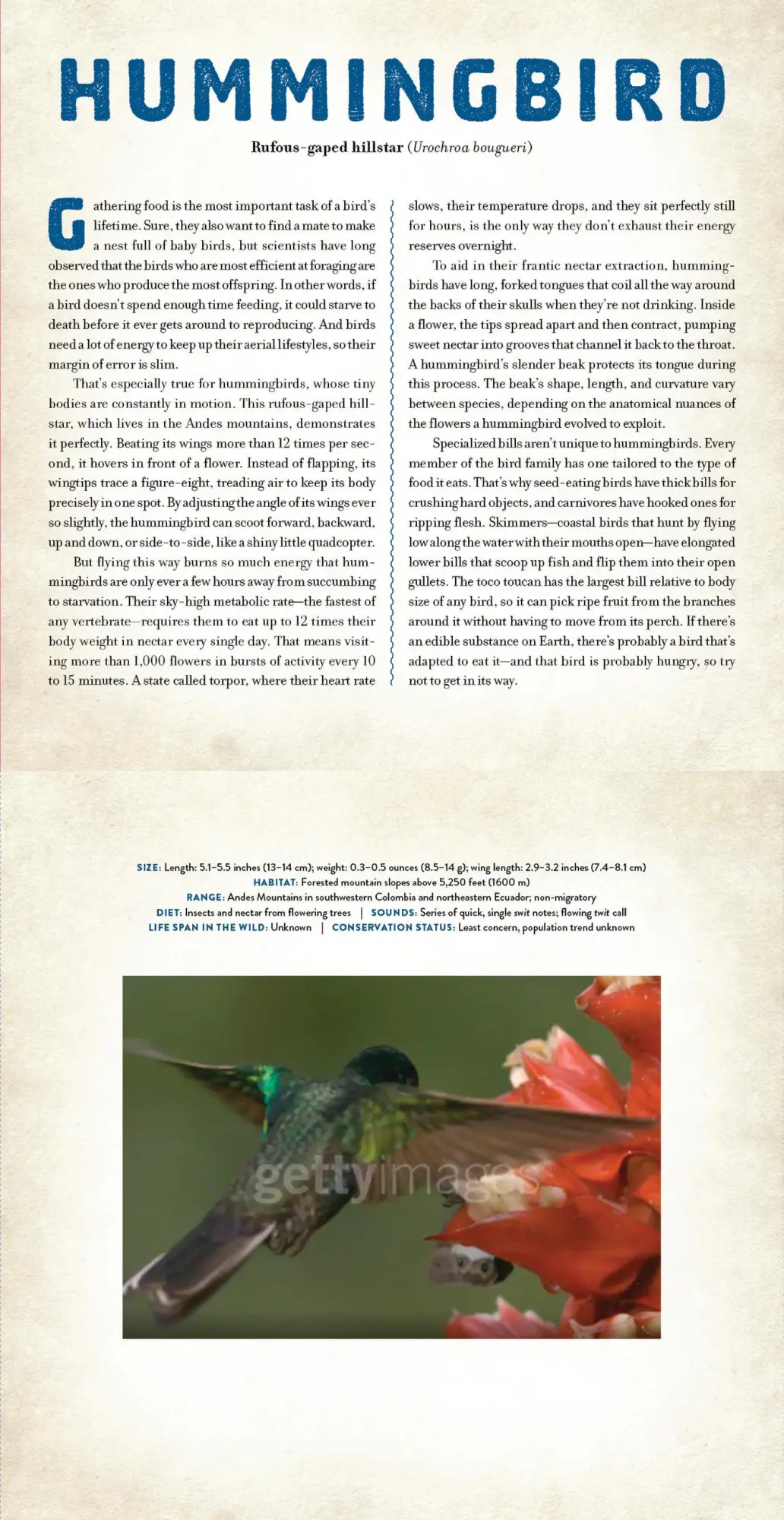 Bild: 9781523532070 | Birds | A Photicular Book | Dan Kainen (u. a.) | Buch | Photicular