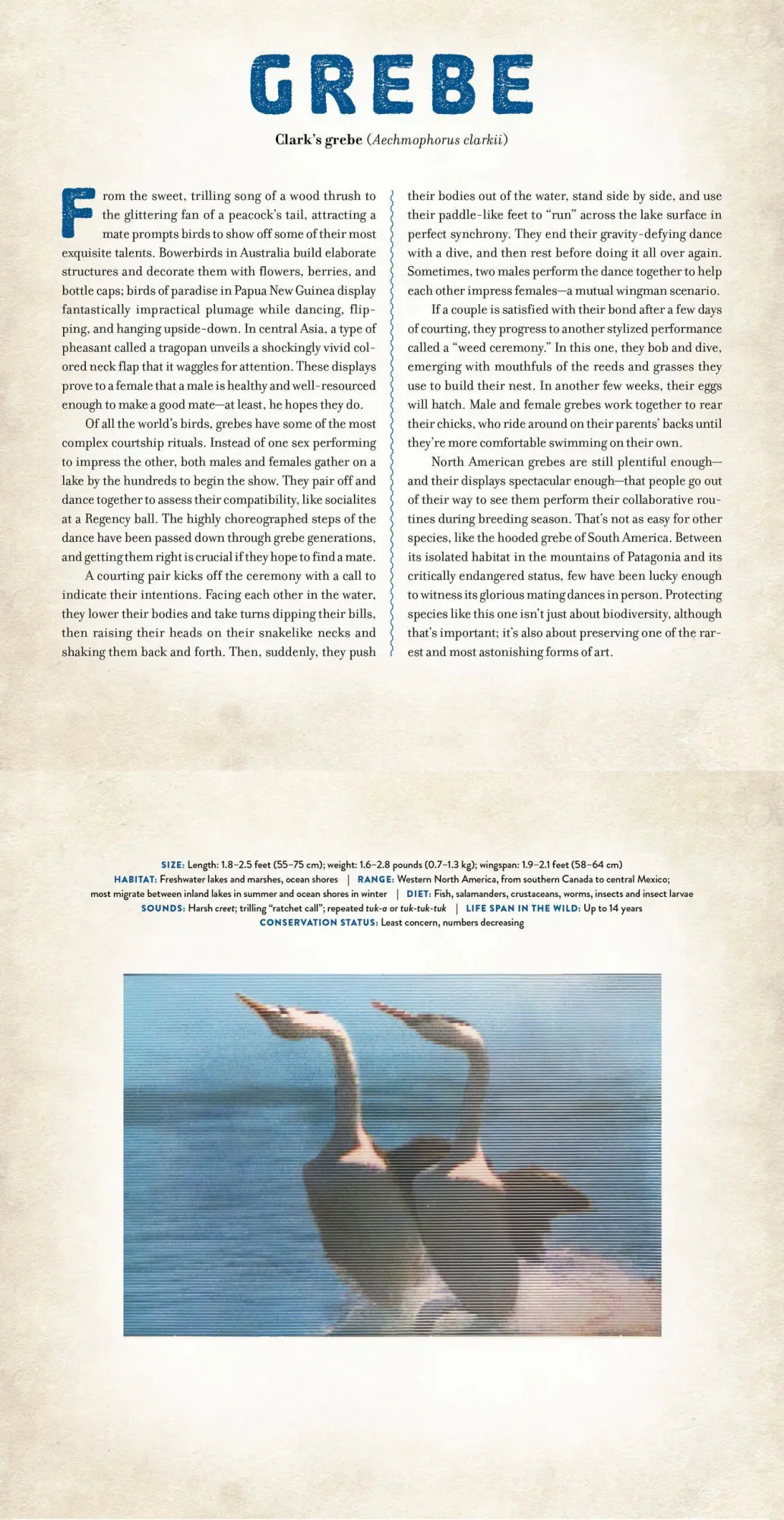 Bild: 9781523532070 | Birds | A Photicular Book | Dan Kainen (u. a.) | Buch | Photicular