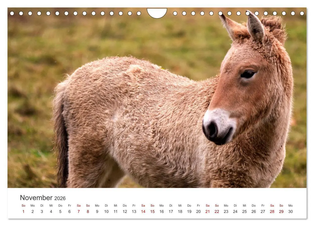 Bild: 9783457552070 | Freiheitsliebende Wildpferde (Wandkalender 2026 DIN A4 quer),...