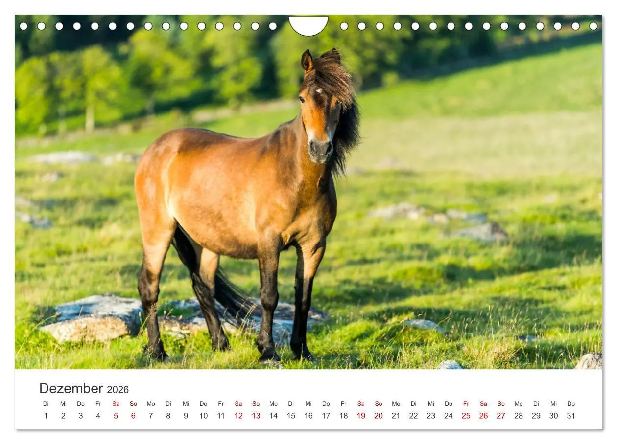 Bild: 9783457552070 | Freiheitsliebende Wildpferde (Wandkalender 2026 DIN A4 quer),...