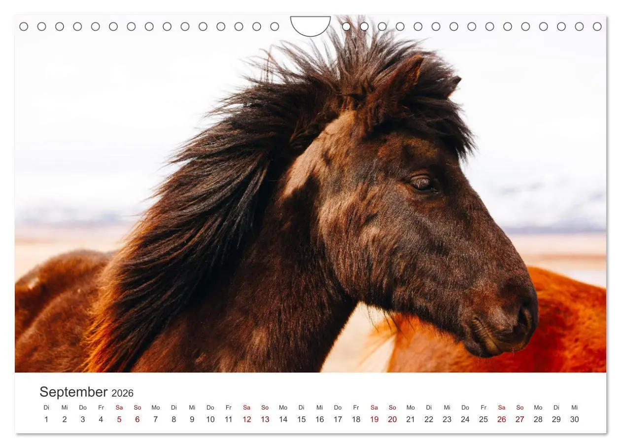 Bild: 9783457552070 | Freiheitsliebende Wildpferde (Wandkalender 2026 DIN A4 quer),...