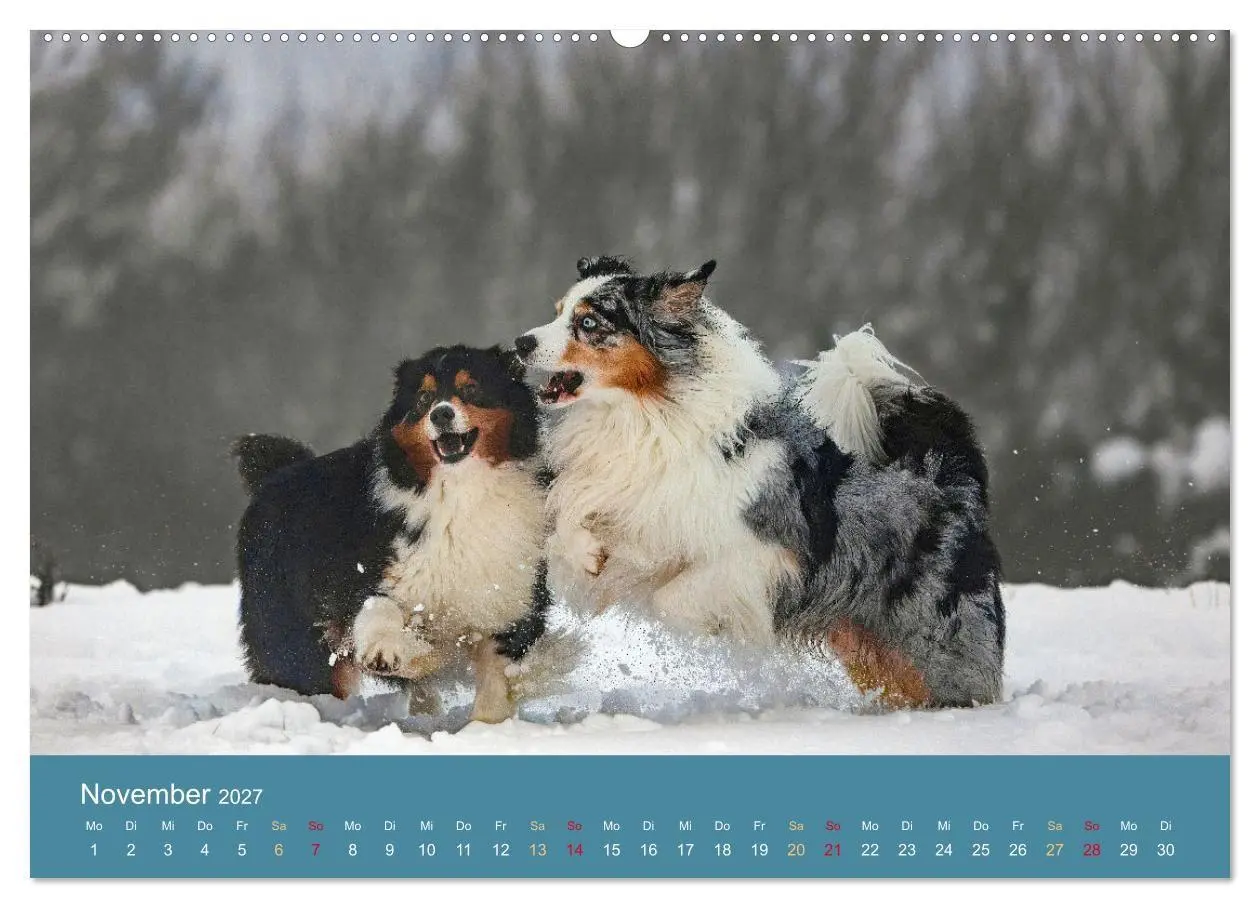 Bild: 9783594172070 | Mit Aussies unterwegs - Die bunte Welt der Australian Shepherds...
