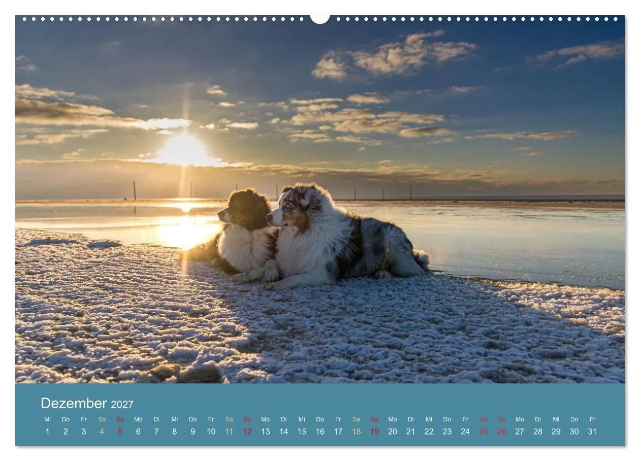 Bild: 9783594172070 | Mit Aussies unterwegs - Die bunte Welt der Australian Shepherds...