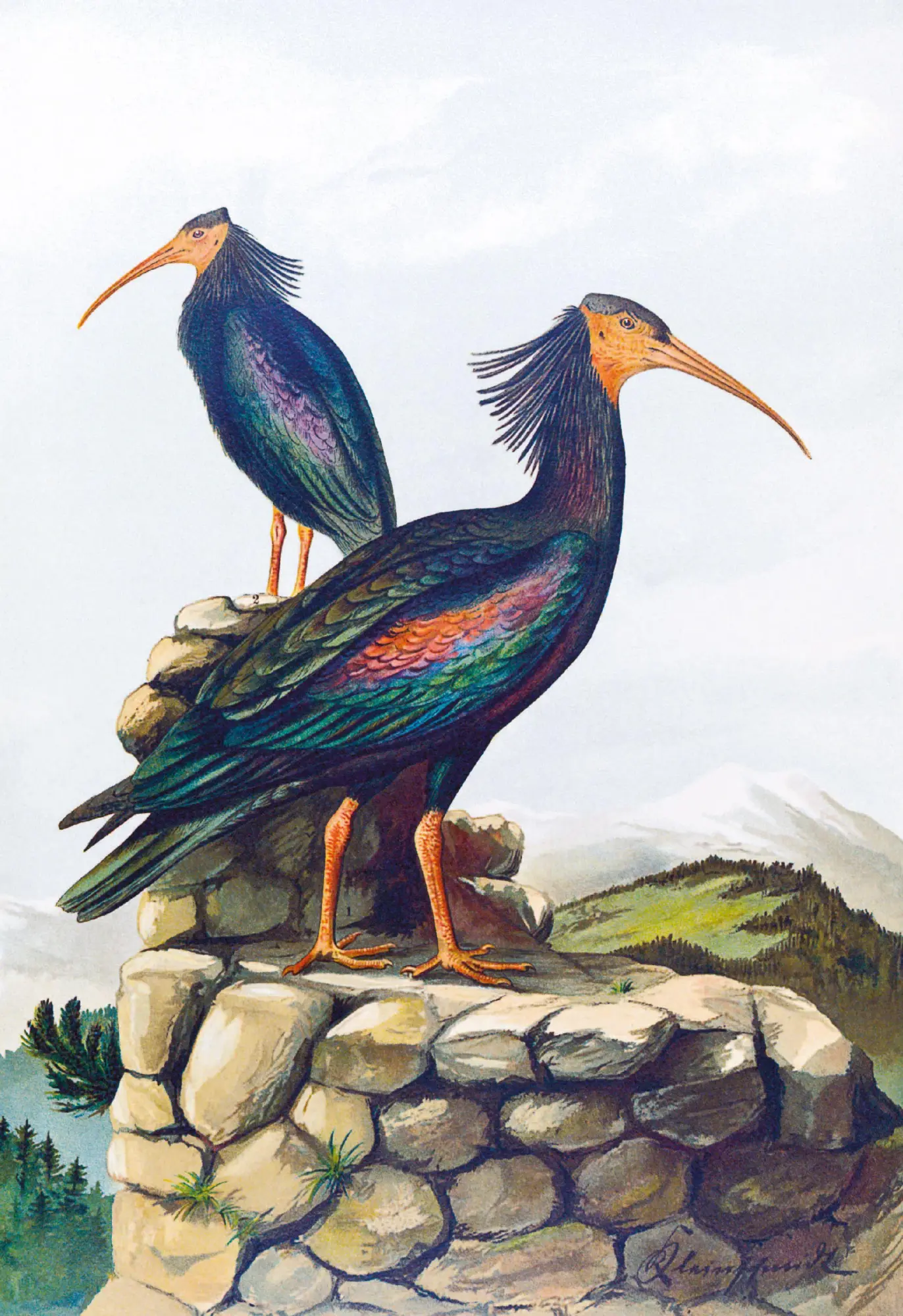 Bild: 9783968492070 | Die Vögel Mitteleuropas (Luxusausgabe im Großformat) | Naumann | Buch