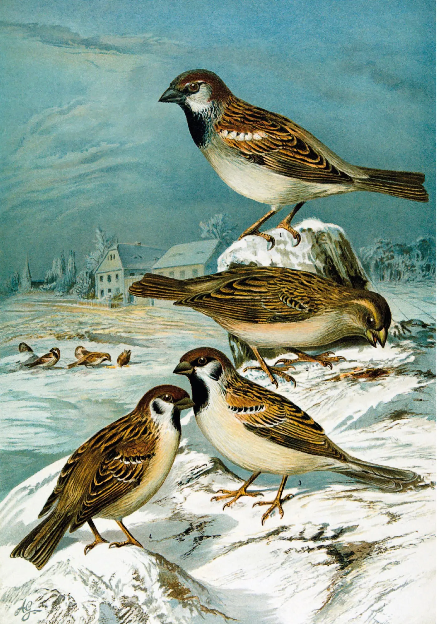 Bild: 9783968492070 | Die Vögel Mitteleuropas (Luxusausgabe im Großformat) | Naumann | Buch