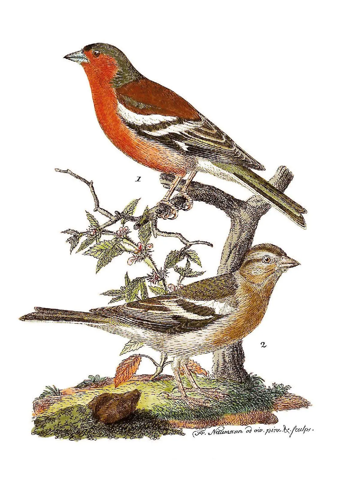 Bild: 9783968492070 | Die Vögel Mitteleuropas (Luxusausgabe im Großformat) | Naumann | Buch
