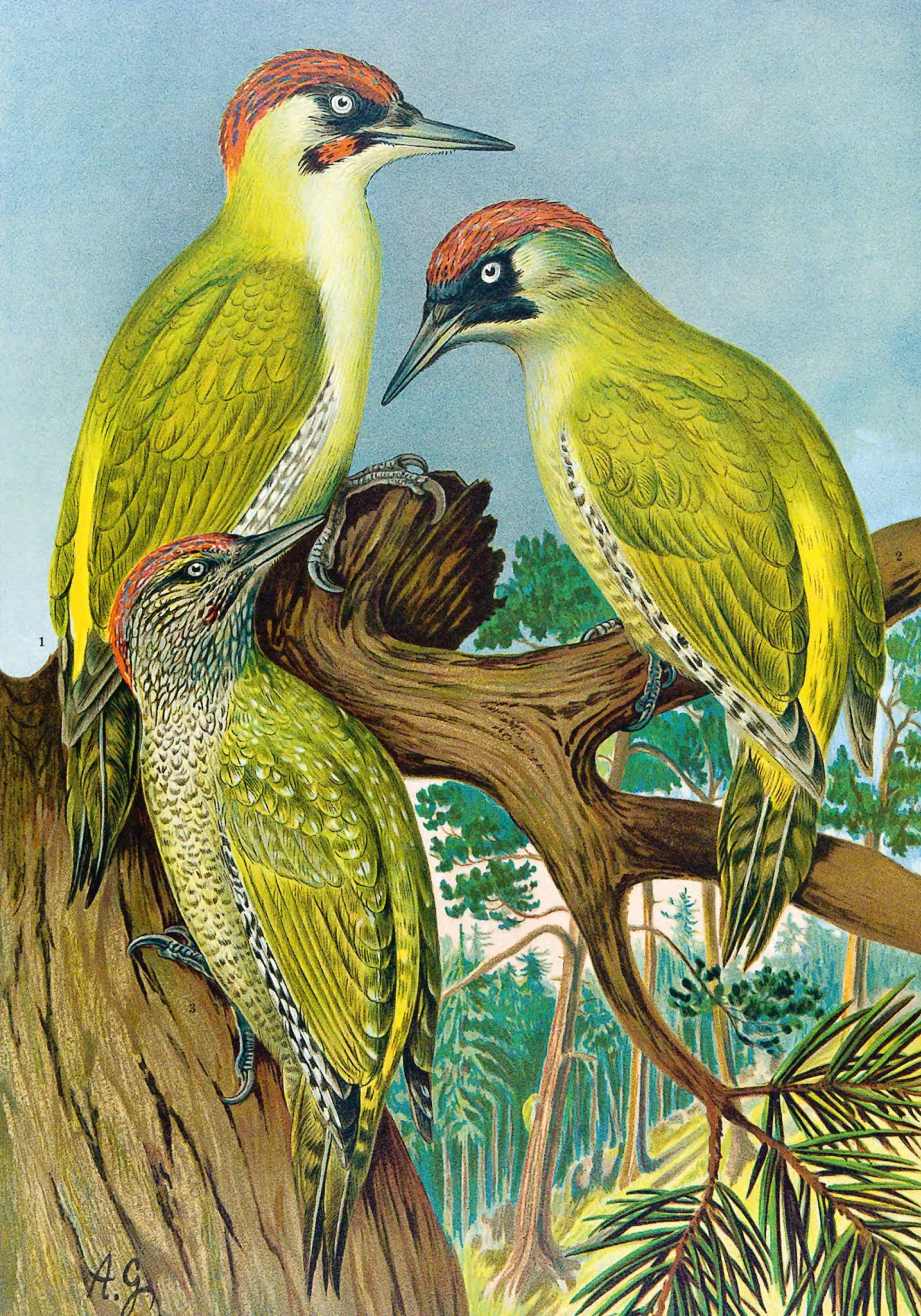 Bild: 9783968492070 | Die Vögel Mitteleuropas (Luxusausgabe im Großformat) | Naumann | Buch