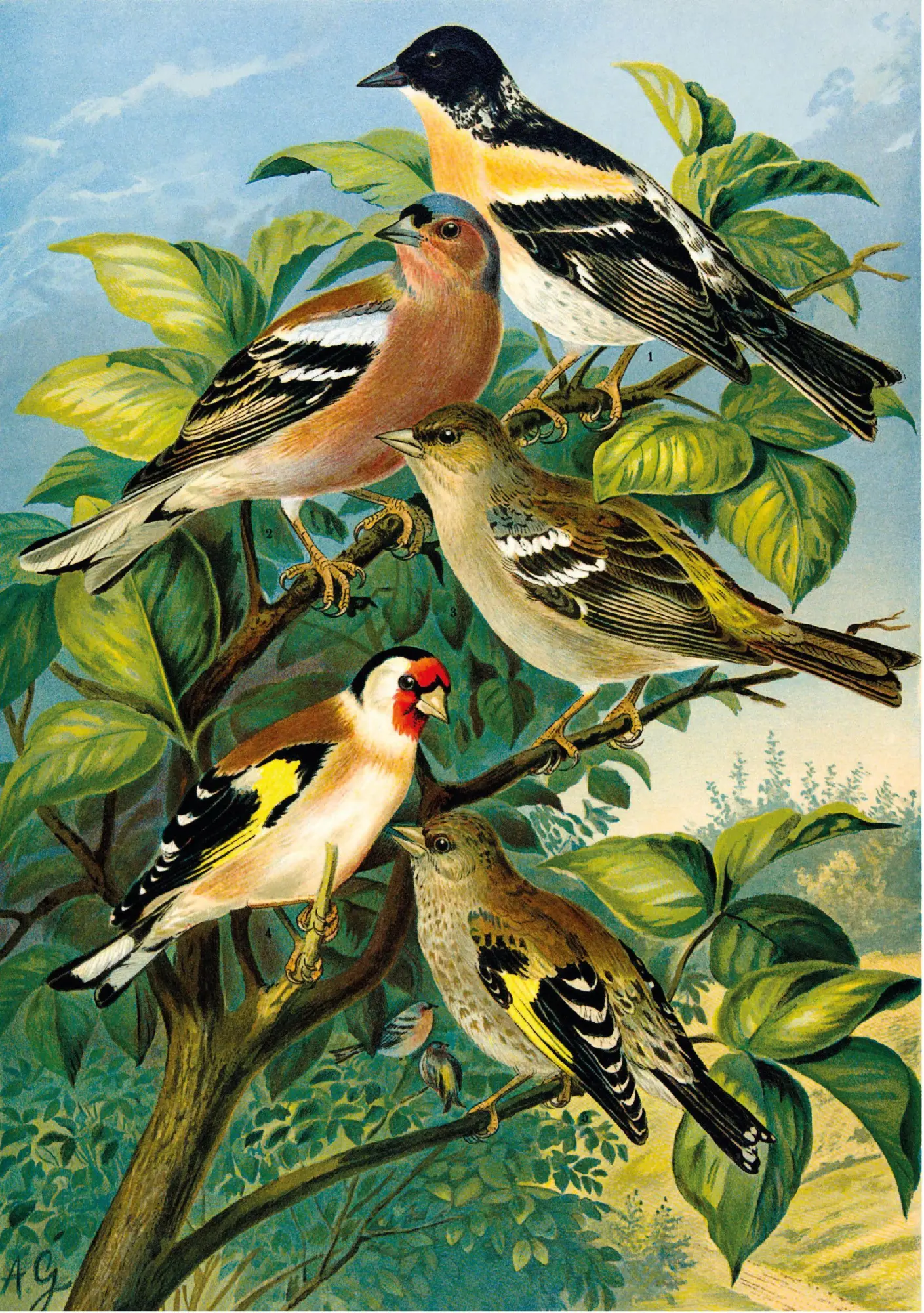 Bild: 9783968492070 | Die Vögel Mitteleuropas (Luxusausgabe im Großformat) | Naumann | Buch