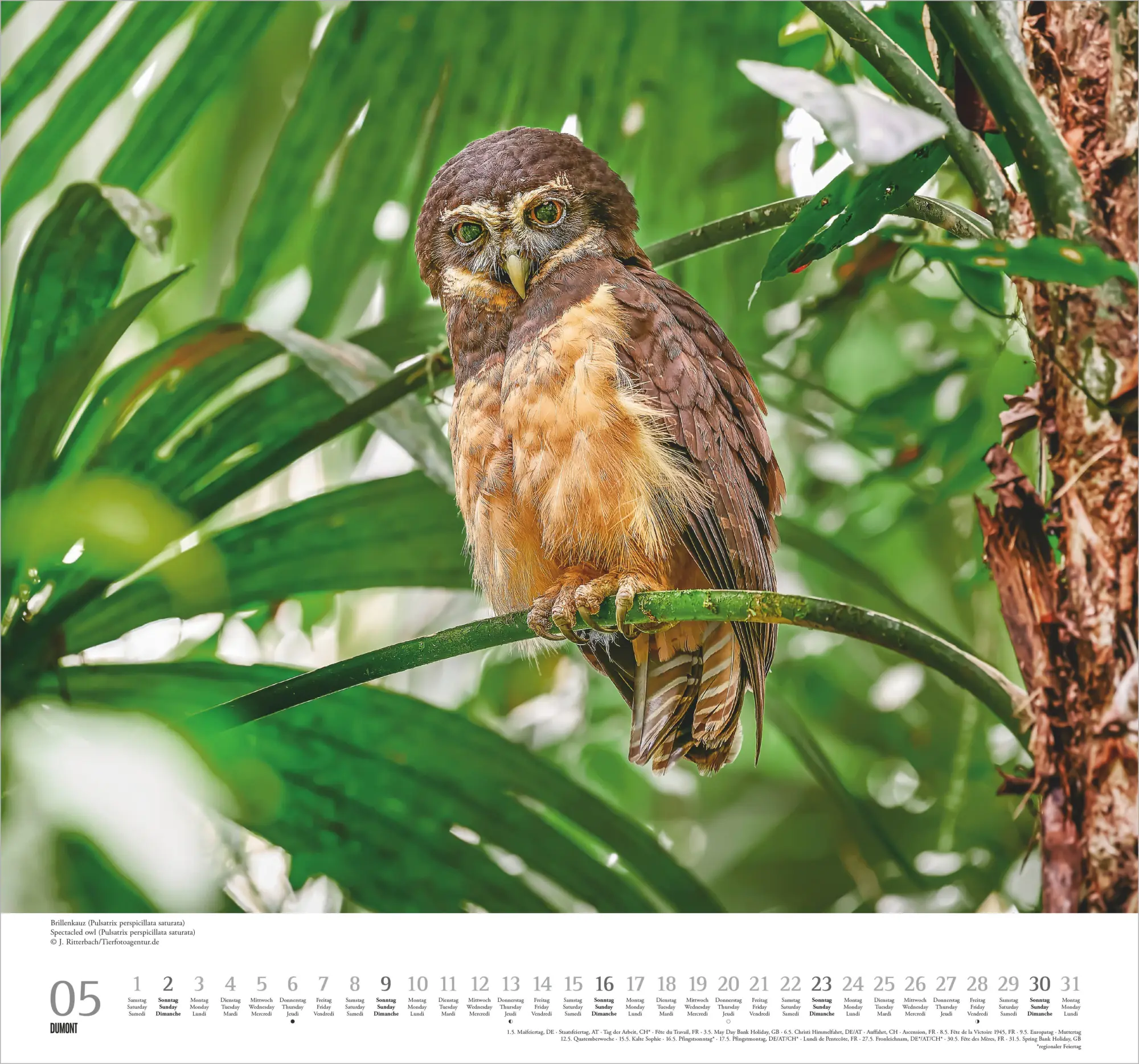 Bild: 4069095012370 | Geliebte Eulen 2027 | Neumann Verlage GmbH &amp; Co KG | Kalender | 14 S.