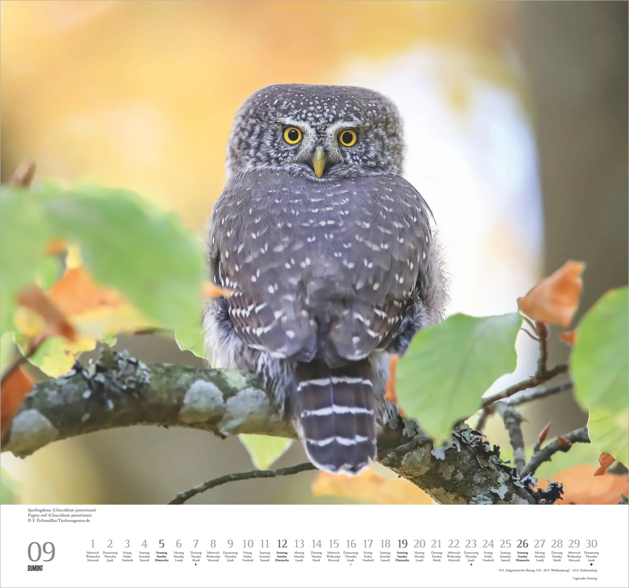 Bild: 4069095012370 | Geliebte Eulen 2027 | Neumann Verlage GmbH &amp; Co KG | Kalender | 14 S.