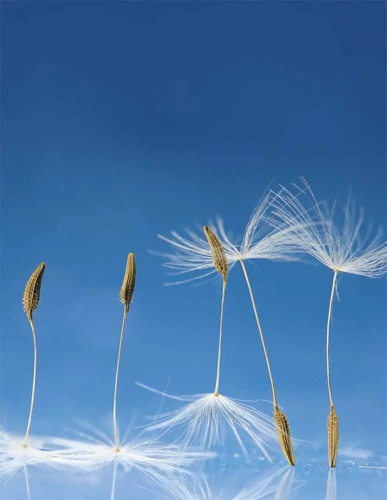 Cover: 9783960132370 | Dandelion | Blankbook | Tushita-Verlag | Buch | 144 S. | Deutsch
