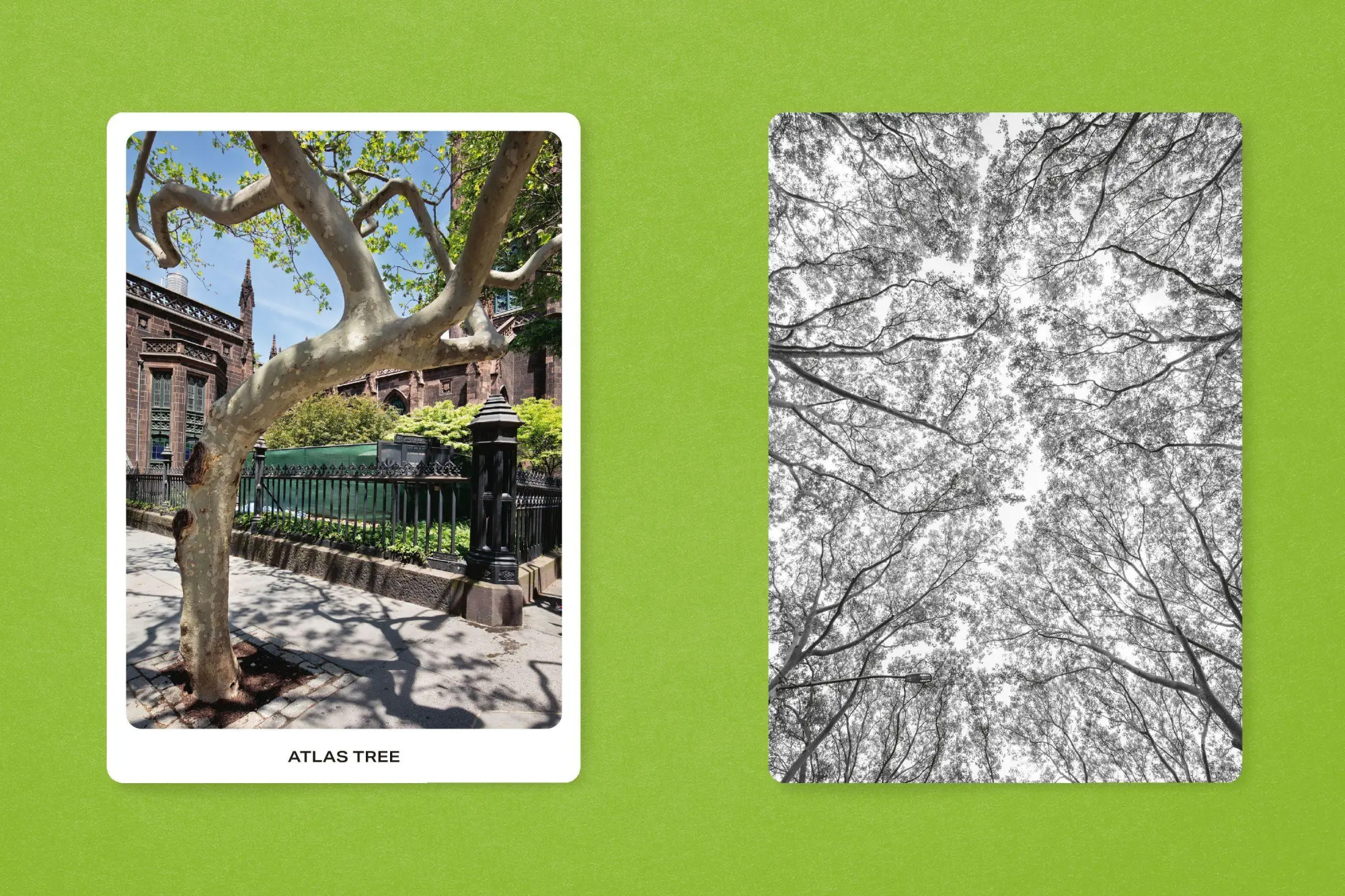 Bild: 9783987412370 | New York City Street Tree Tarot | Matthew López-Jensen | Taschenbuch